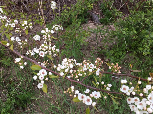 White blossoms on a branch.