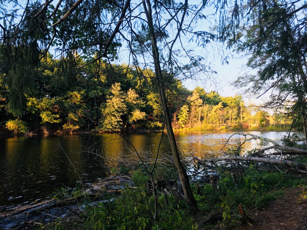 Trees and a pond in golden sunlight.