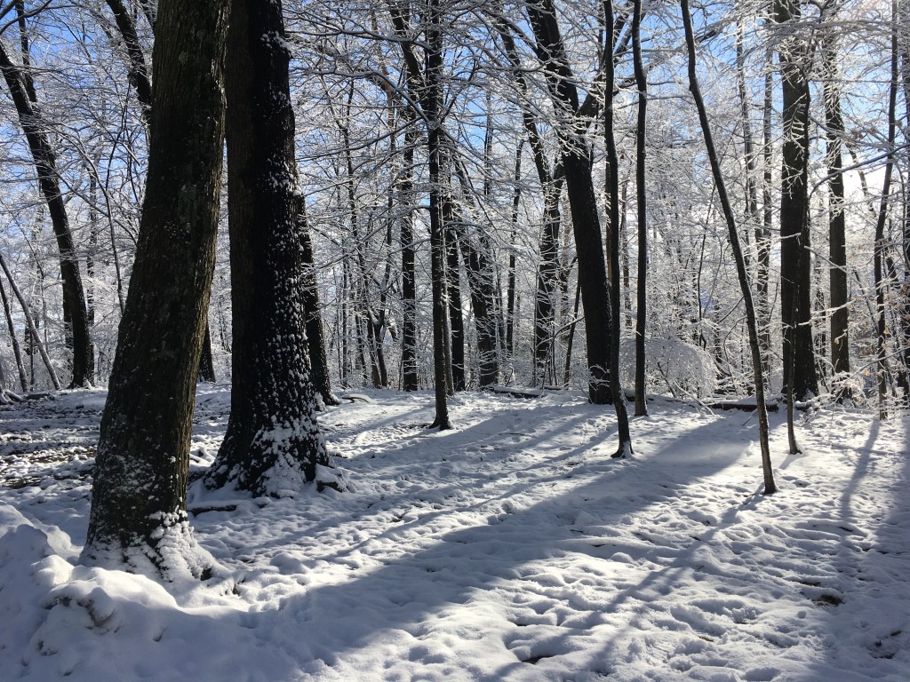 Woods filled with snow.