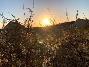 Sunrise over flowery thistles