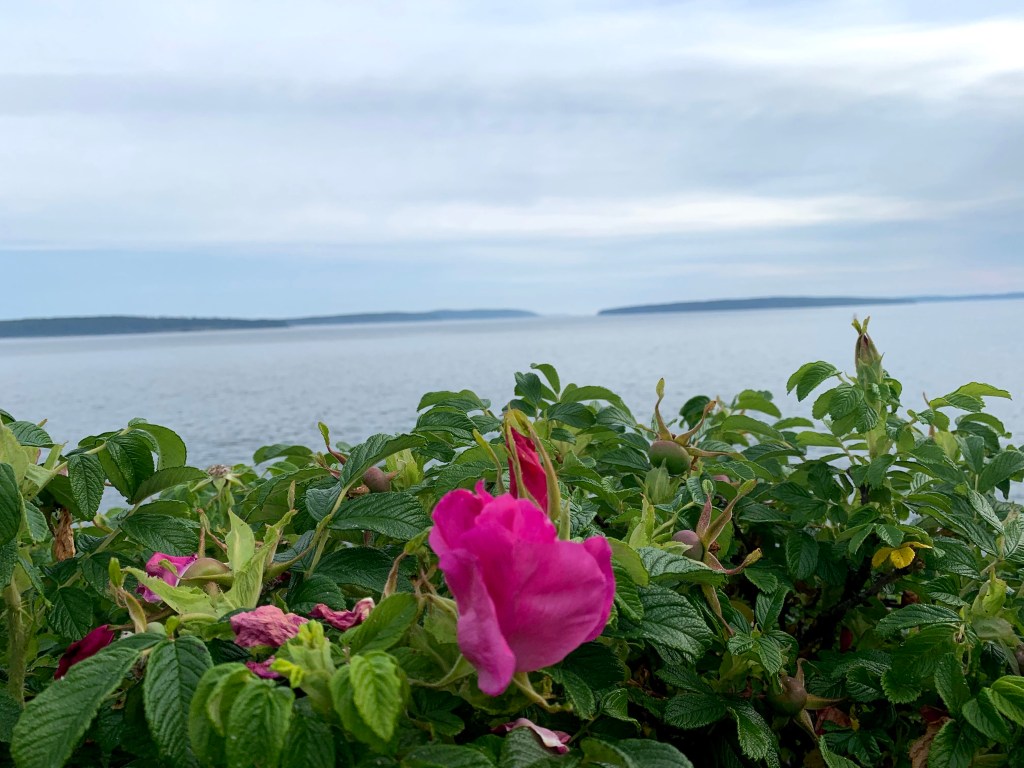 Beach roses and the sea