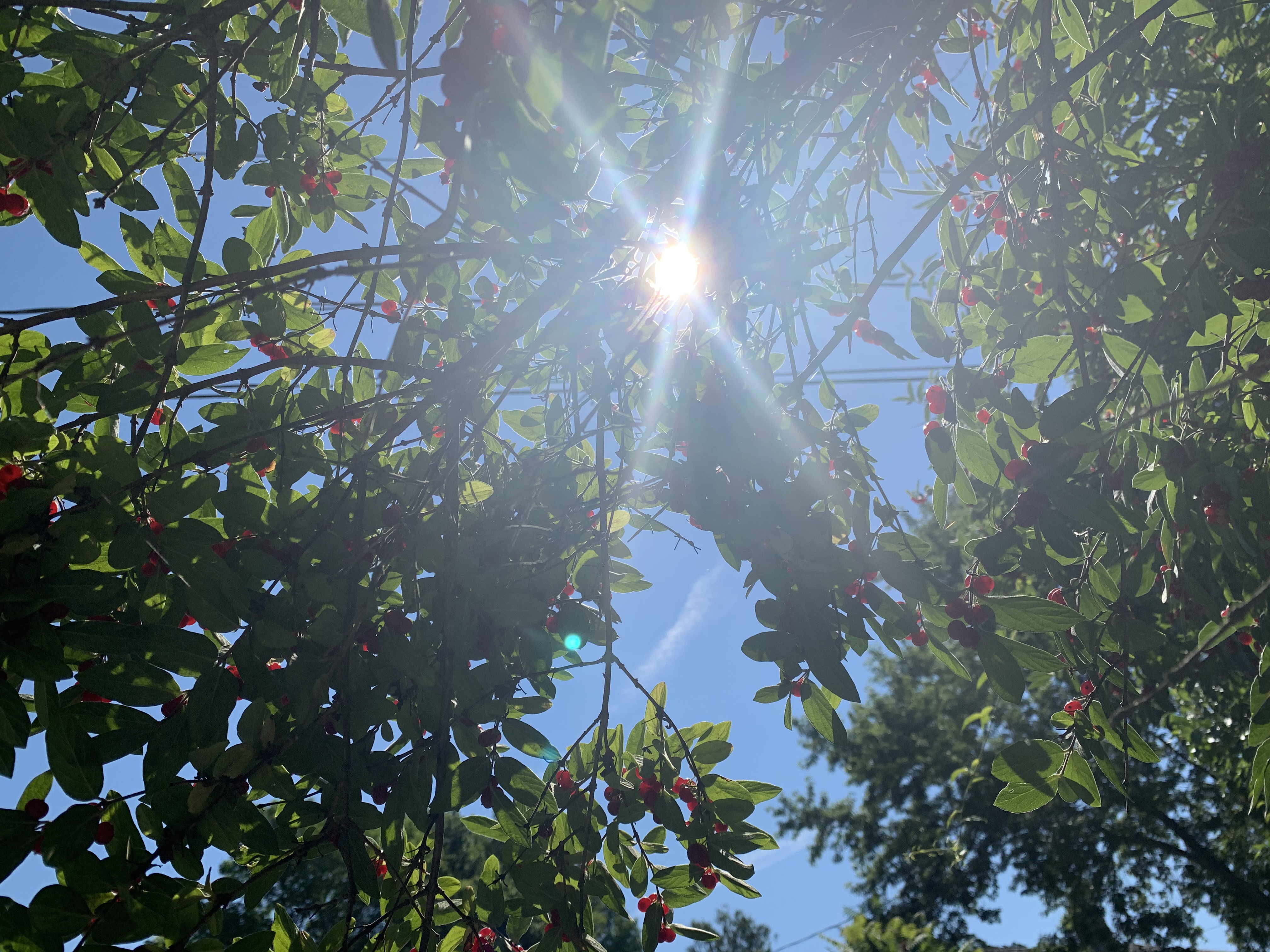 Sun through leaves