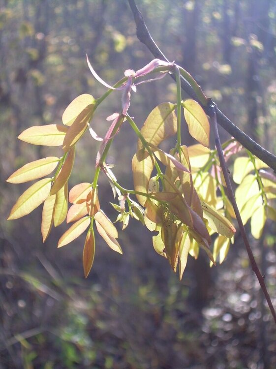 More leaves in the sun