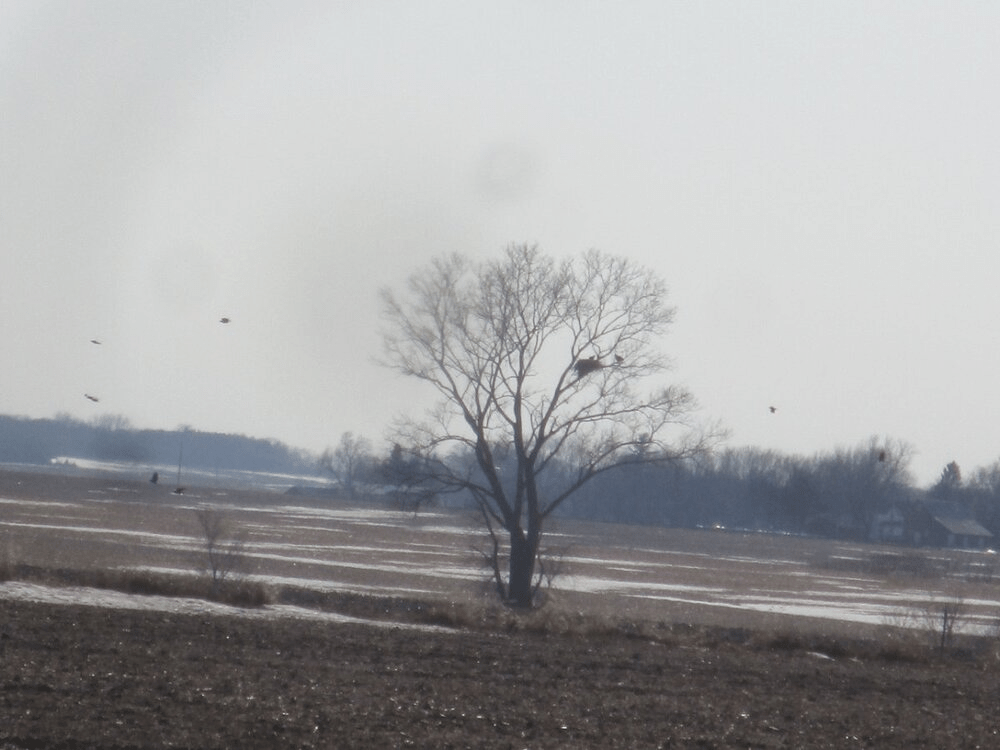 Eagle's nest in a winter prairie