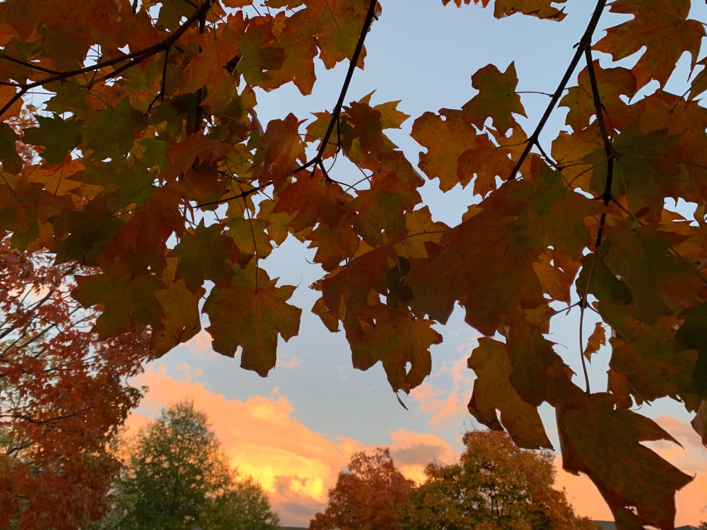 Sunset with colorful leaves